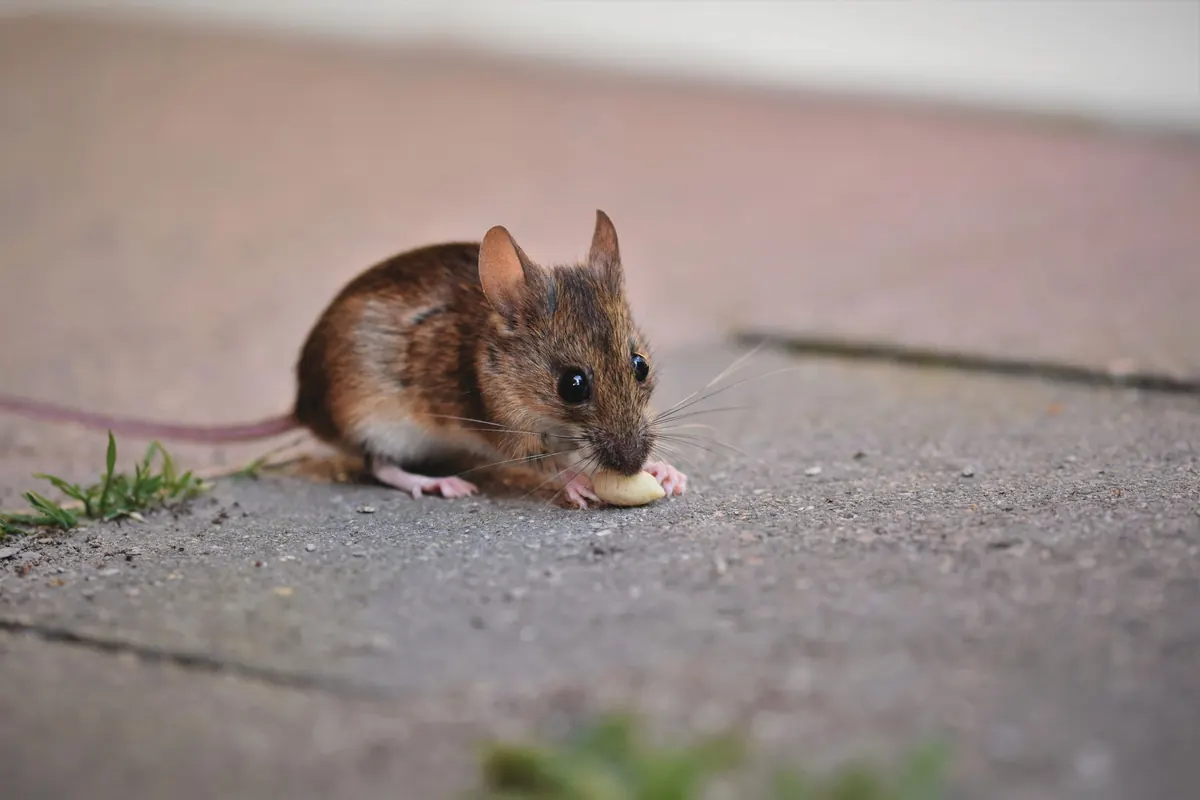 Souris qui mange sur un trottoir