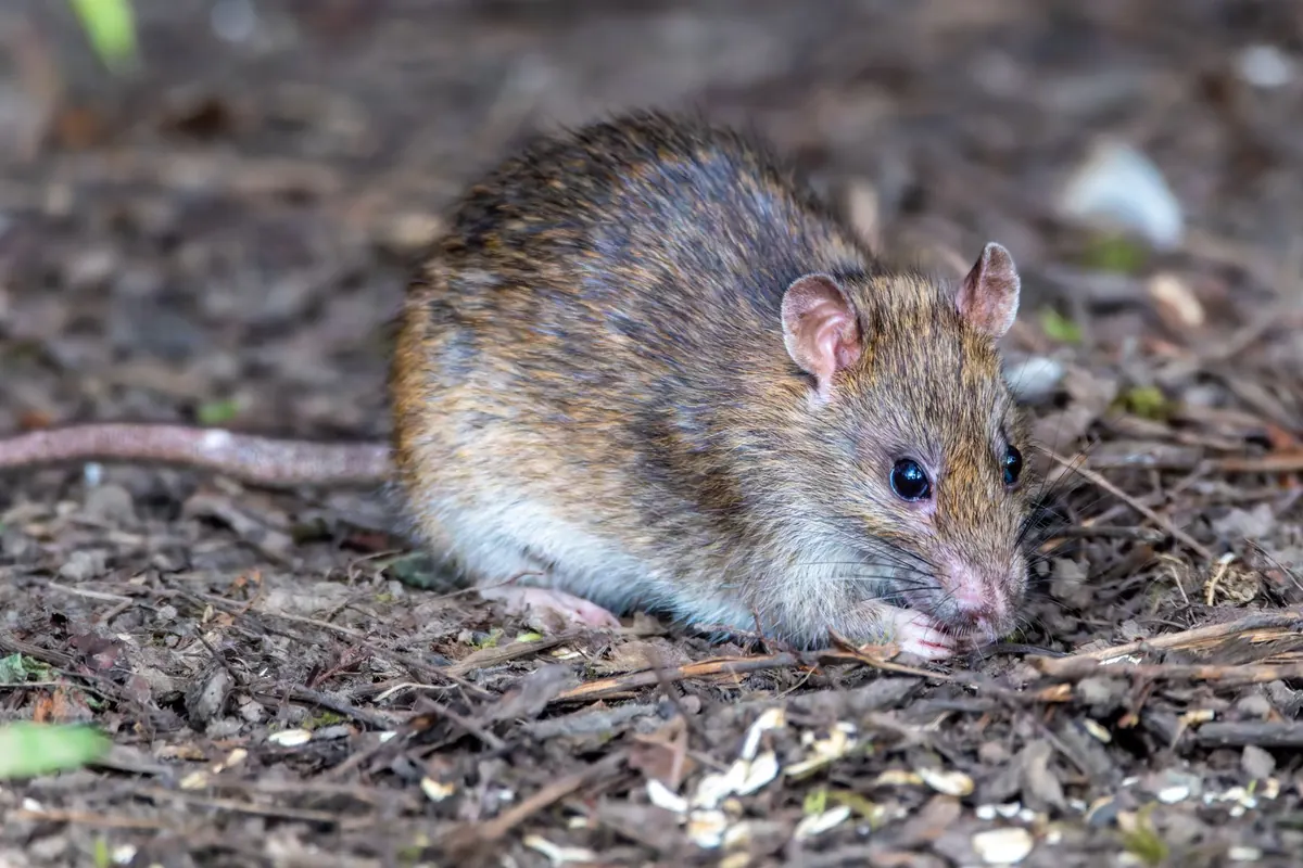 Surmulot (rat brun) qui cherche de la nourriture au sol